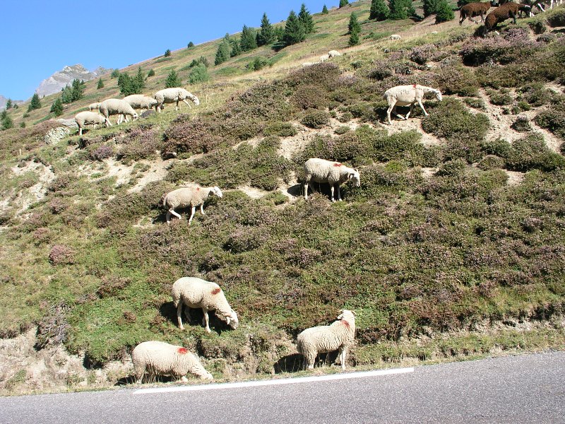 Pyreneje   26. srpna 2012 11:10:15     P8260193