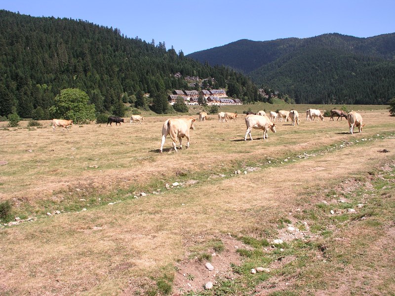 Pyreneje   26. srpna 2012 14:43:03     P8260210